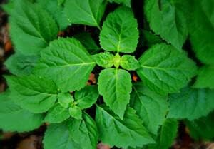 Be super welcome 3 Manufacturer OFFicial shop PlÃ¡ÂºÂ¡nts PogostÃ¡ÂºÂ¹mon CÃ¡ÂºÂ¡blÃ¡Â»Ân PÃ¡ÂºÂ¡tchoulÃ¡