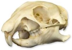 Prairie Dog Skull (Natural Bone Quality A)