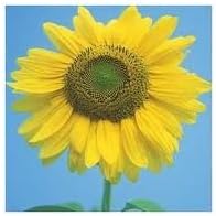 Sunflower Mammoth Large Grey Stripe Nice Garden Flower By Seed Kingdom Bulk 1 Lb Seeds