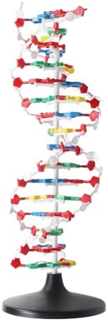 Trademark Scientific DNA Helix Model - 23.5" Double Helix Classroom Science Tool