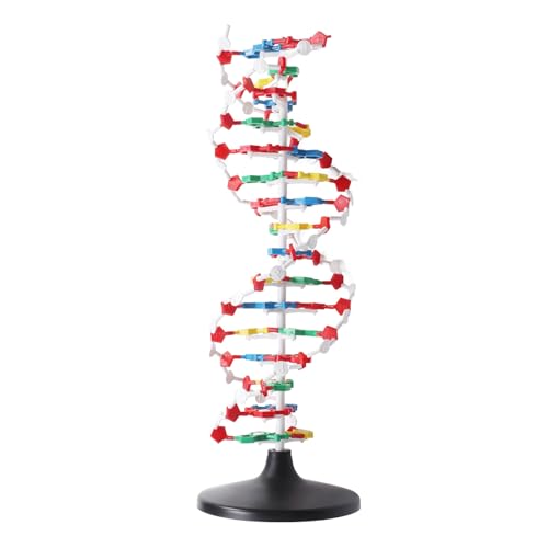 Image of DNA Structure Model Plastic Educational DNA Model Teaching Equipment