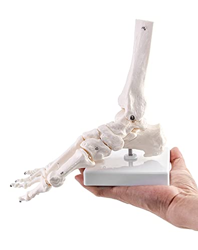 Qwork CA5323 Human Foot Skeleton Model thumb #4
