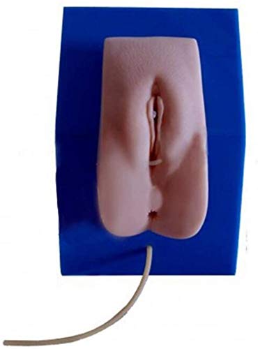 Modèle D'Enseignement du Mannequin De Cathétérisme - Modèle D'Organe Interne Et Externe Féminin - pour Le Modèle De Formation en Pratique Médicale Infirmière