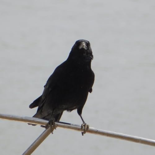 Artaz Pods cover art