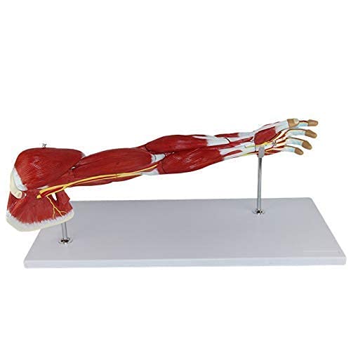 Model Anatomiczny, Medyczny Anatomiczny Model Mięśni Ramię, 7-częściowy, Mięsień Kończyny Górnej, Ramię Naczyniowe Do Materiałów Edukacyjnych Medycznych