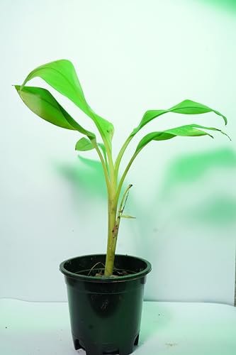 Image of Live Hybrid Banana Plant ? Fast Growing Fruit Tree ? Home Garden Ready ? High Yield ? Pack of [1]