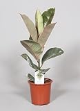 Plantenboetiek.nl