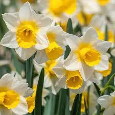 See full amazon price history chart for plantogallery Flower Bulbs | Spacial Winter Season Flower Bulbs (Pack of 20 Bulbs Nargis Mix),PPXBU322 plantogallery Flower Bulbs | Spacial Winter Season Flower Bulbs (Pack of 20 Bulbs Nargis Mix),PPXBU322 (B08KWHSWBF) Amazon Price History, Amazon Price Tracker