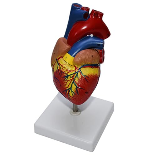 Image of Haobase Life Size Human Heart Anatomical Model, 2-Part Educational Medical Display with Stand