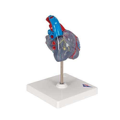 Image of 3B Scientific G08 /3 Classic Heart w / Conducting System 2-part - 3B Smart Anatomy