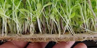 Image of Coco Coir Micro Green Sheet 10 * 20 (Pack of 4)| Coconut Coir Hydroponic Grow Mat |Woven Coco Fiber Growing Pad for Microgreens & Wheatgrass