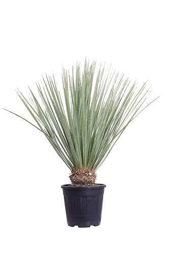 eGarden.store - Pianta vera di Dasylirion Serratifolium diverse grandezze da scegliere - Palma ornamentale con foglie strette e lunghe da coltivare in giardino o in contenitore (Vaso 23 cm)