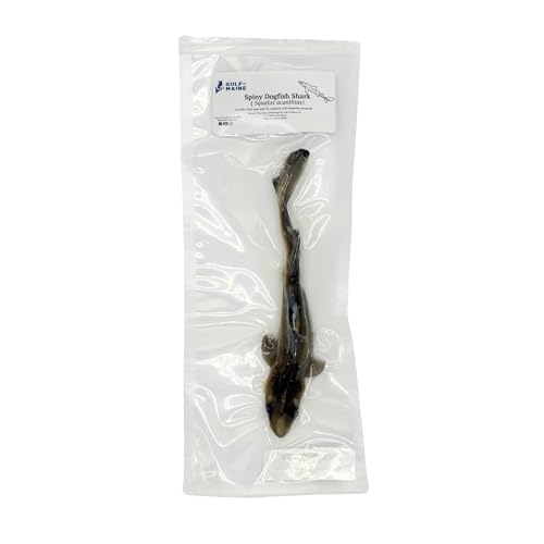 Image of Preserved Spiny Dogfish Shark (Squalus acanthias), 8-12 inch Authentic Formalin-Preserved Specimen for Dissection, Marine Biology Study, Anatomy Education, Science Classroom & Lab Learning