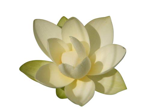 Lot de 3 graines de lotus blanc Nelumbo nucifera
