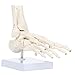 Axis Scientific Life-Size Human Skeletal Foot Model with Ankle - Foot Bones & Joints Articulated with Wire - Includes a Sturdy Base for Display