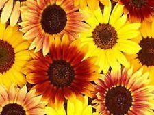 100 + Semi Mardi Gras Mix di girasole ~ Fiore Varietà Miscela ~ multicolor