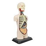 torso modelling Vergessen Sie langweilige Anatomie-Geschenke – Sie sind sich nicht sicher, welches Geschenk Sie einen Anatomie-Enthusiasten kaufen sollen? Vergessen Sie das alltägliche, Anatomie-Malbuch, Anatomie-Lernkarten oder menschliche Anatomie-Poster. Es ist an der Zeit, ihnen ein Geschenk zu bekommen, das sie wirklich schätzen werden.