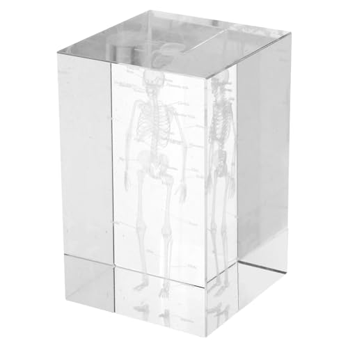 Squelette humain anatomique transparent pour réviser la structure osseuse sans modèle encombrant