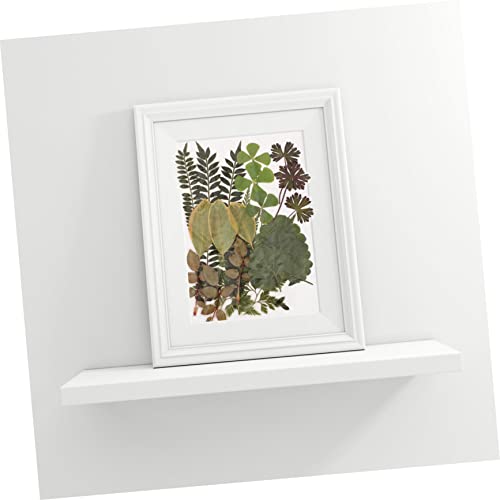 TEHAUX Material Feito À Mão Espécime De Planta Muicle Plantas Adesivos Naturais Scrapbooking Acessór