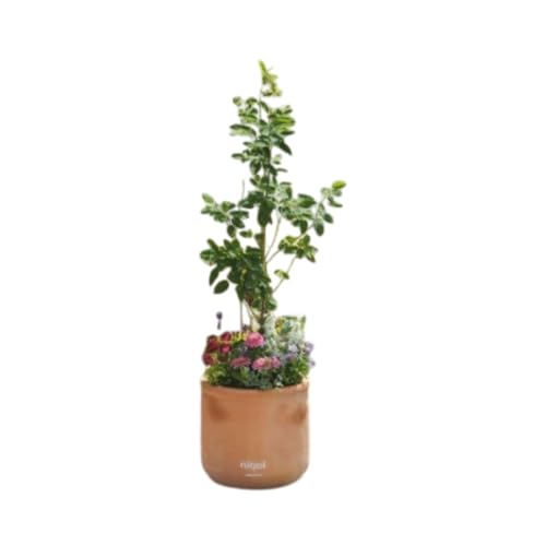苗木 大きめサイズ ジューンベリーと季節のお花 寄せ植え