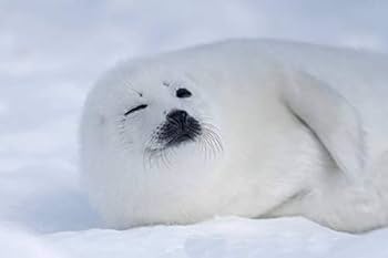 【中古】 Ｓｍｉｌｅ！ アザラシの赤ちゃん氷上の笑顔/エクスナレッジ/高橋義照 White smile アザラシ赤ちゃんのひとりごとの通販 by