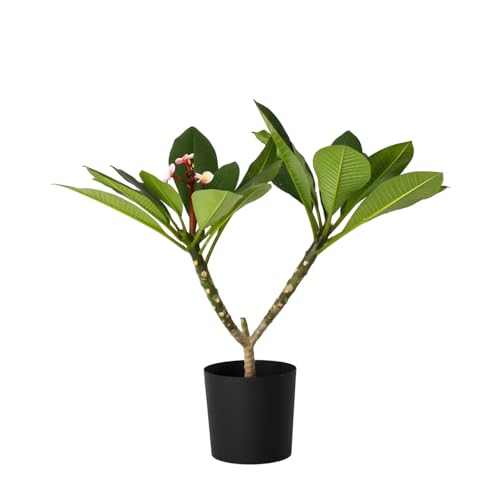 Plant in a Box - Plumeria Frangipani Pink - Hawaii - Tropical houseplant - Strongly Fragrant Flowers - Pot 17cm - Height 55-70cm