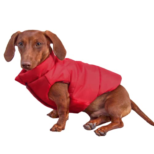 6 Best Dog Coats for Winter (Cold, Rain, and Bad Weather)