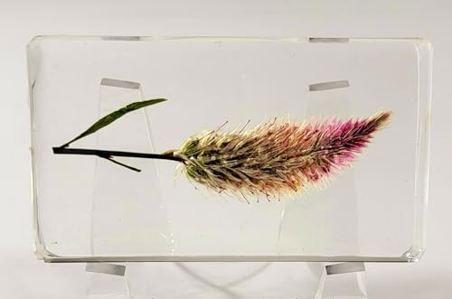 Image of 2.8 inch Real Flamingo Feather Wheat Celosia in Crystal Clear Lucite Resin Paperweight Botanist Herb Herbarium Collection Mother's Day, Anniversary, Wedding Gift Botany Ornament Display Paperweight