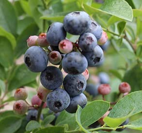 ブルーベリー苗48本セット③ ブルーベリー苗48本セット③