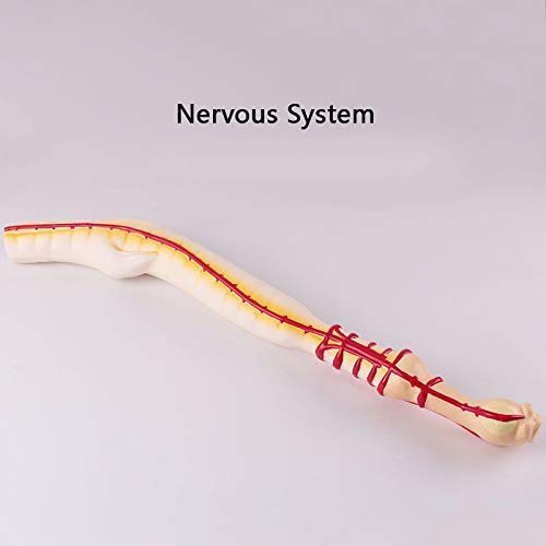 JYCCH Earthworm Model - Biological Earthworm Dissection Model - Earthworm Anatomy Model - For Science Classroom Study Display Teaching Medical Model
