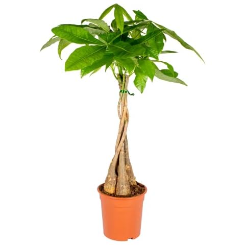 Bloomique Pachira Aquatica Cover