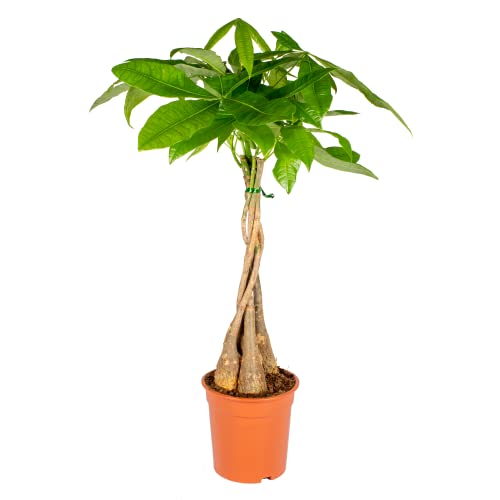 Bloomique - Pachira Aquatica - Glückskastanie - Zimmerpflanzen - Luftreinigend - Pflegeleicht - Höhe 50-60 cm - Topf 17 cm