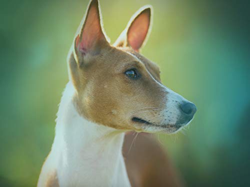 Basenji