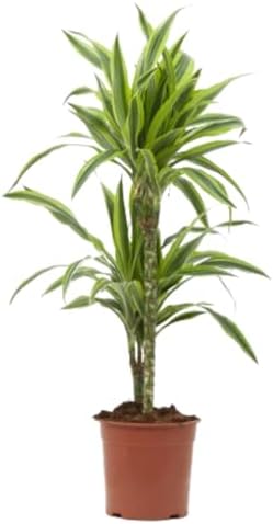 Verdecora Drácena Limón | Dracaena Lemon Lime | Planta tropical d...
