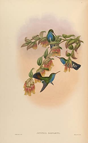 Impression d'art Art Tableau Oiseau John Gould Toile Décoration Murale Chic