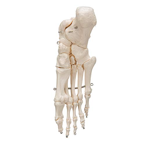 Image of 3B Scientific A30 Foot Skeleton Mounted on Wire - 3B Smart Anatomy