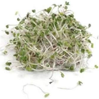 Broccoli Sprouting Seeds | Grown in USA | Non GMO | from Our Farm to Your Table (1/2 Pound)