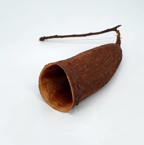 Brazil Seru Trumpet Pod Aquarium Fish Hiding Place (1 Piece) (B09NC5R7LP) Amazon Price History, Amazon Price Tracker