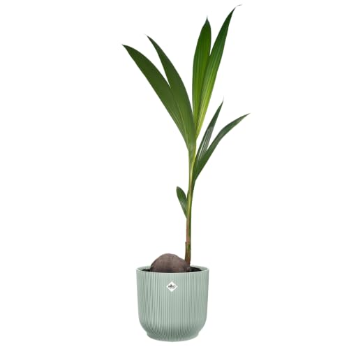 elho Vibes fold rund 25cm Blumentopf - Sorbet Green – Ansicht 3