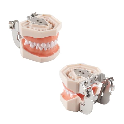 Hoite Dental Typodont Zähne Modell 28 PCS Ersatz Zähne für Zahnarzt Praxis Ausbildung Zahnärzte Studenten