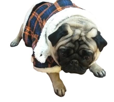 See full amazon price history chart for Gojira/Pet/Dog/Cat/Woolen Hoodie/Coat/Winter Clothes - Check Pattern (Blue/Multicolor) (S) Gojira/Pet/Dog/Cat/Woolen Hoodie/Coat/Winter Clothes - Check Pattern (Blue/Multicolor) (S) (B09PBH3YD1) Amazon Price History, Amazon Price Tracker