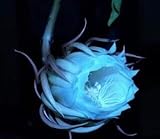 1 Pc 6: 20 Semi di Epiphyllum di semi Nightblooming Cereus Home Garden Piante da fiore