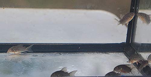 Quinn's Fins Sterbai Cory - Corydoras sterbai - Aquarium Fish - Gray Neoprene & Rubber Swim Fin - Pull-On Fins - Swimming & Scuba Diving