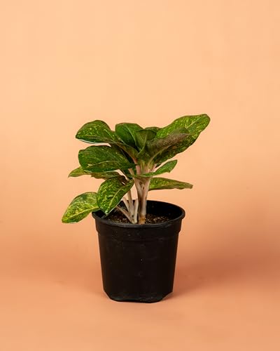 Image of Aglaonema Butterfly Plant, Stunning Pink & Red Foliage | Low-Light Tolerant, Easy Care Houseplant