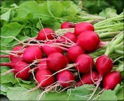 Radish Red Round Microgreen Salad 100% Organic Seeds (PLANTOGALLERY) (B09B2MD3N2) Amazon Price History, Amazon Price Tracker