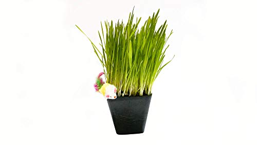 Thunder Acres Cat Grass Blend - Wheat, Barley, Oats, and Rye Seed Mix - Non-GMO - Certified Organic - Bonus CAT Toy (4 oz)