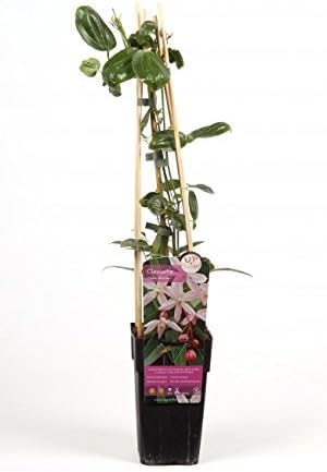 3 x Clematis armandii Apple Blossom - Immergrün, Rosa, Duftend & Winterhart | 3-er set immergrüne, schnellwachsende Kletterpflanzen