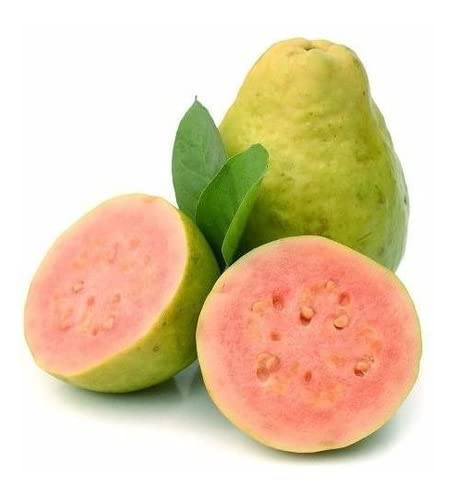 Muda De Goiaba Vermelha Doce Para Produzir Em Vaso E Solo