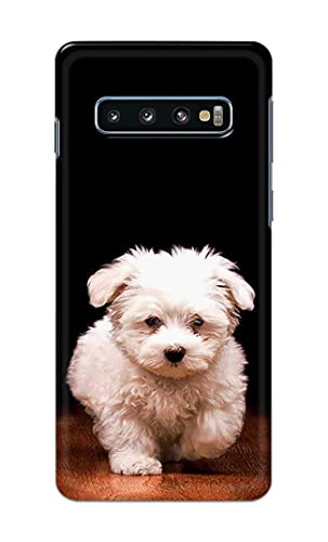 Image of PRINTFIDAA� Printed Hard Back Cover Case for Samsung Galaxy S10 Plus | Samsung S10+ Back Cover (Puppy Dog) -2808