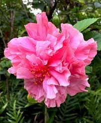 See full amazon price history chart for The Gifti ® Dwarf Hybrid Hibiscus Plant Double Pink Color Flower 1 Helathy Live Plant On Poly Bag The Gifti ® Dwarf Hybrid Hibiscus Plant Double Pink Color Flower 1 Helathy Live Plant On Poly Bag (B0CWDZK3BF) Amazon Price History, Amazon Price Tracker